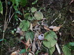 <i>Primula partschiana </i>