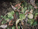 <i>Primula partschiana </i>