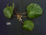 <i>Primula partschiana </i>