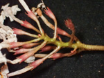<i>Primula partschiana </i>