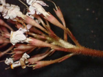 <i>Primula partschiana </i>