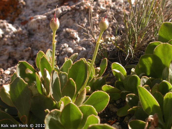 <i>Primula pedemontana </i>