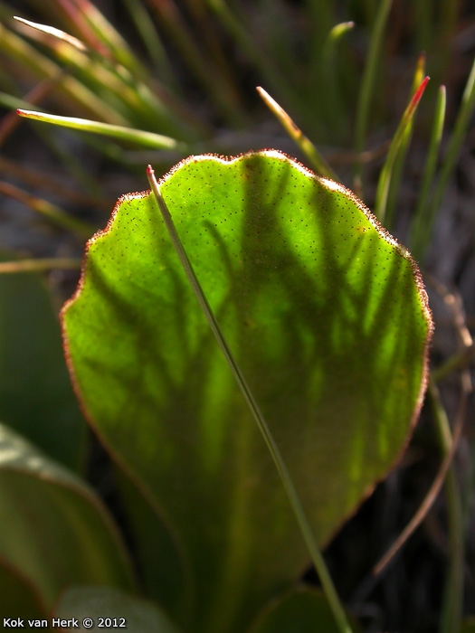 <i>Primula pedemontana </i>