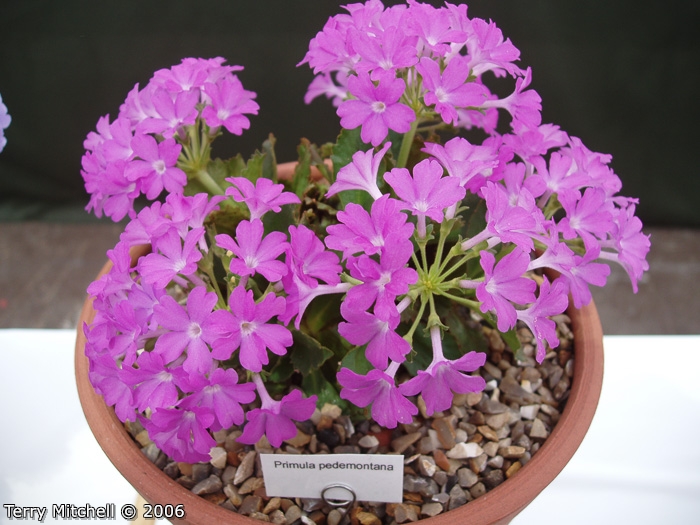 <i>Primula pedemontana </i>