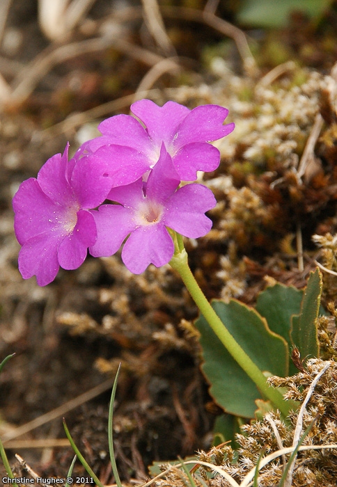 <i>Primula pedemontana </i>