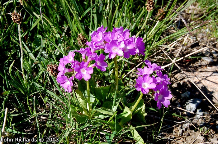 <i>Primula pedemontana </i>