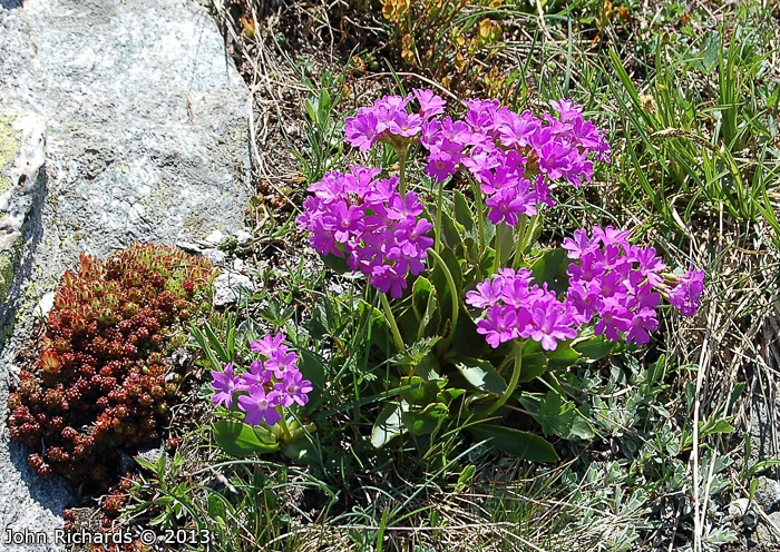 <i>Primula pedemontana </i>