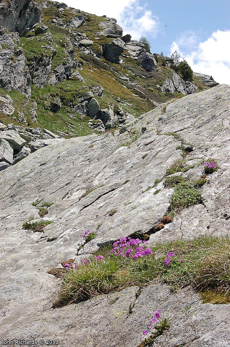 <i>Primula pedemontana </i>