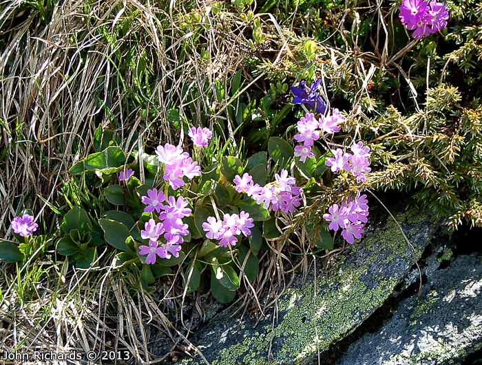 <i>Primula pedemontana </i>