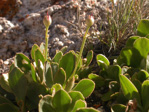 <i>Primula pedemontana </i>