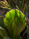 <i>Primula pedemontana </i>