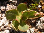 <i>Primula pedemontana </i>