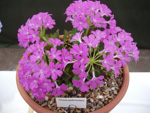 <i>Primula pedemontana </i>