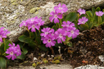 <i>Primula pedemontana </i>