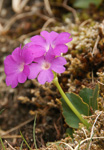 <i>Primula pedemontana </i>