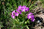 <i>Primula pedemontana </i>