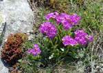 <i>Primula pedemontana </i>