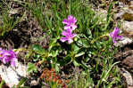 <i>Primula pedemontana </i>