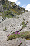 <i>Primula pedemontana </i>