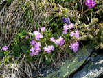 <i>Primula pedemontana </i>