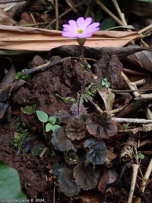 <i>Primula pellucida </i>