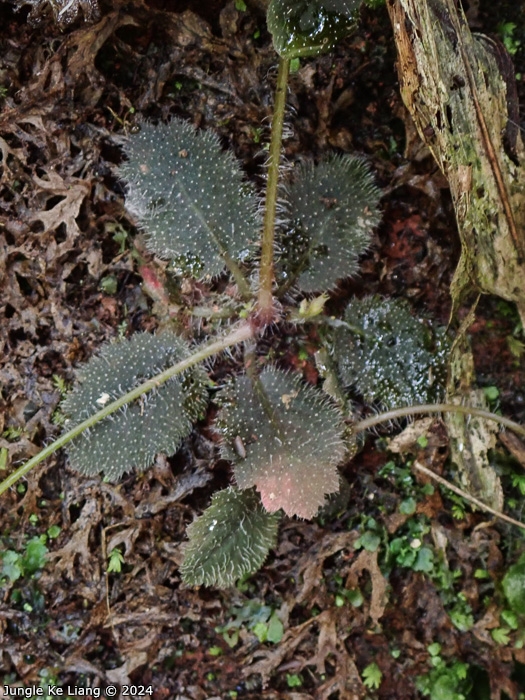 <i>Primula pellucida </i>