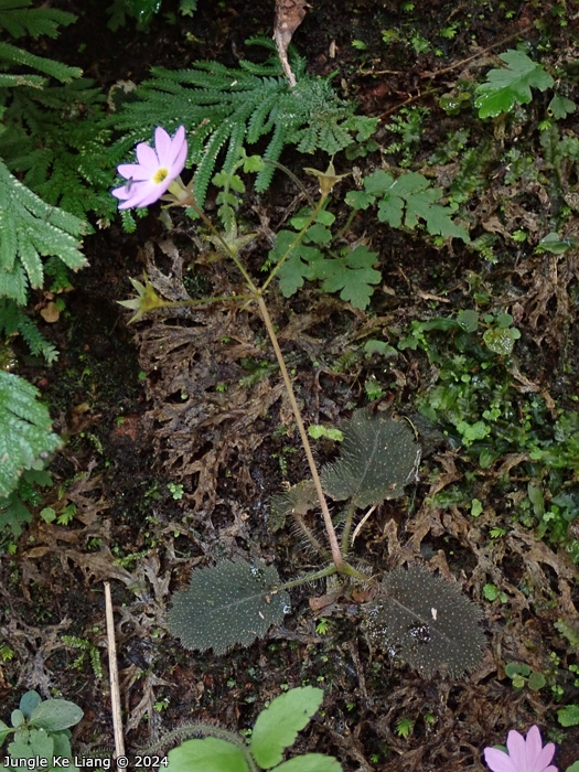 <i>Primula pellucida </i>