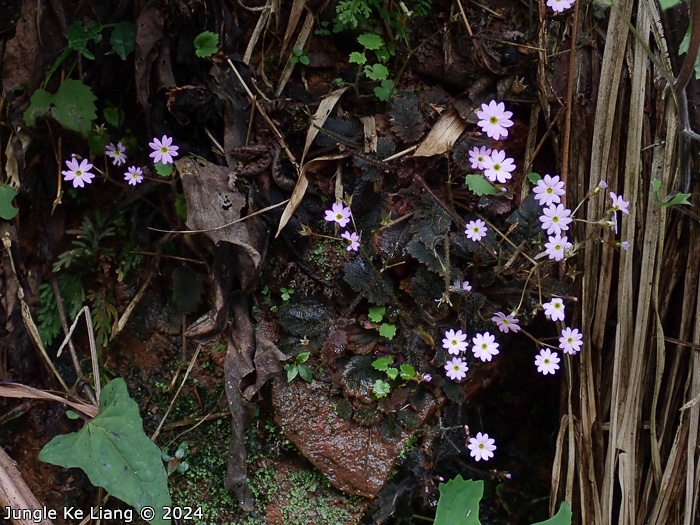 <i>Primula pellucida </i>