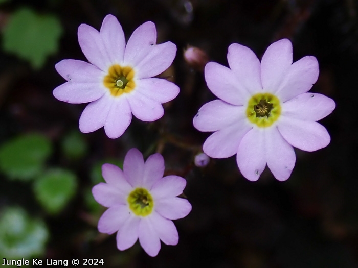 <i>Primula pellucida </i>