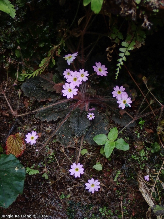 <i>Primula pellucida </i>
