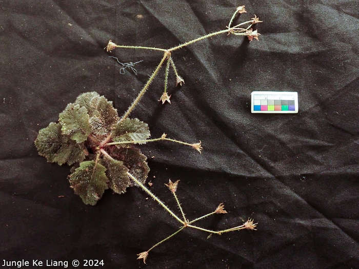 <i>Primula pellucida </i>