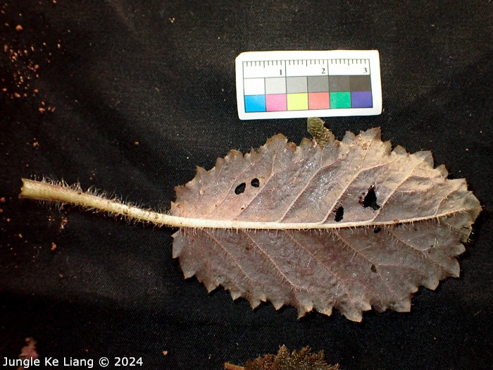 <i>Primula pellucida </i>