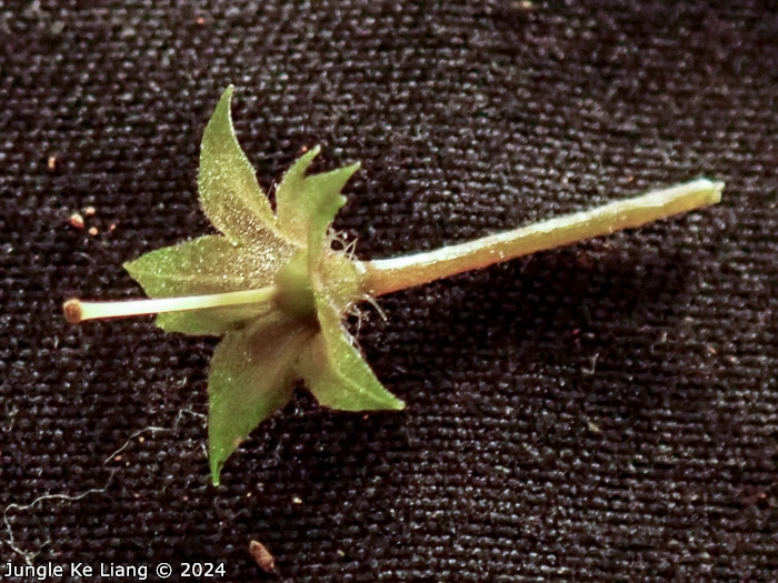<i>Primula pellucida </i>