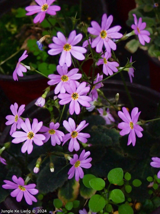 <i>Primula pellucida </i>