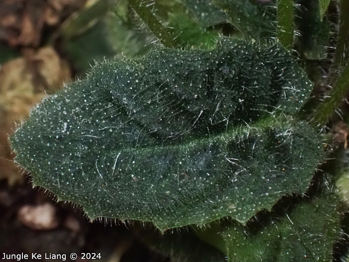 <i>Primula pellucida </i>