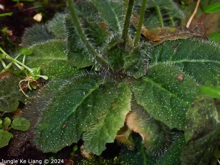 <i>Primula pellucida </i>