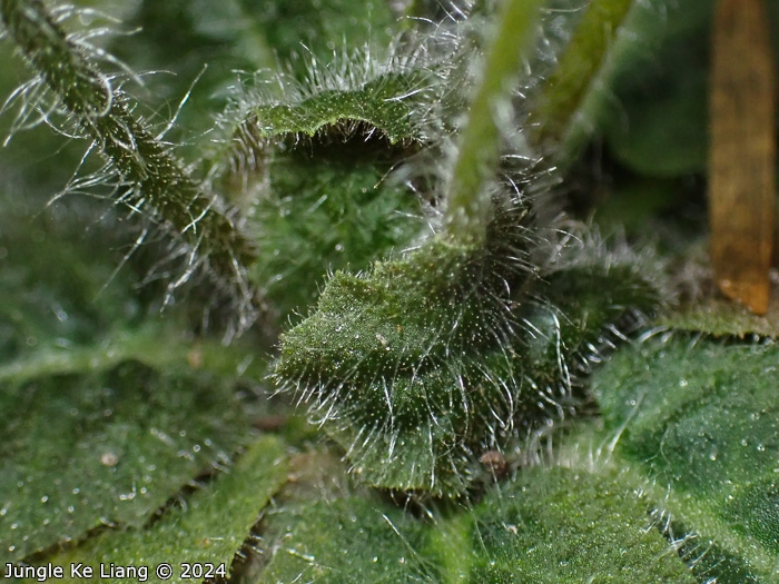 <i>Primula pellucida </i>