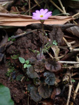 <i>Primula pellucida </i>
