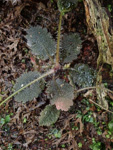 <i>Primula pellucida </i>