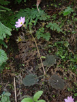 <i>Primula pellucida </i>