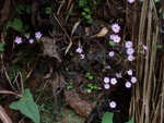 <i>Primula pellucida </i>
