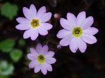 <i>Primula pellucida </i>