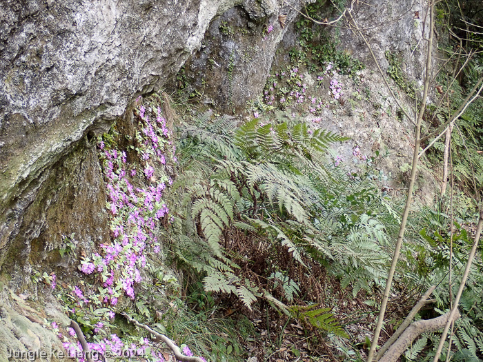 <i>Primula pengzhouensis </i>