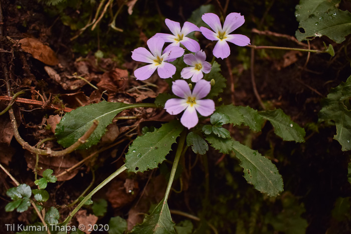 <i>Primula petiolaris </i>