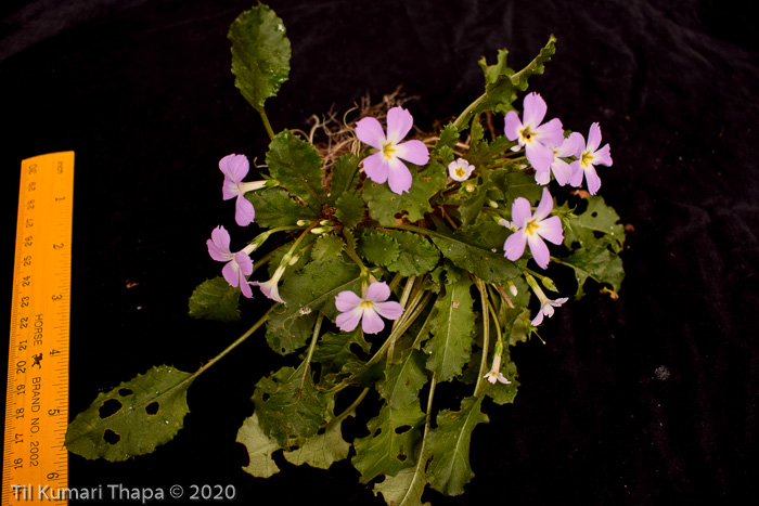 <i>Primula petiolaris </i>