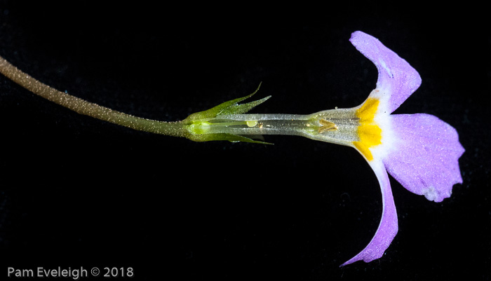 <i>Primula petiolaris </i>