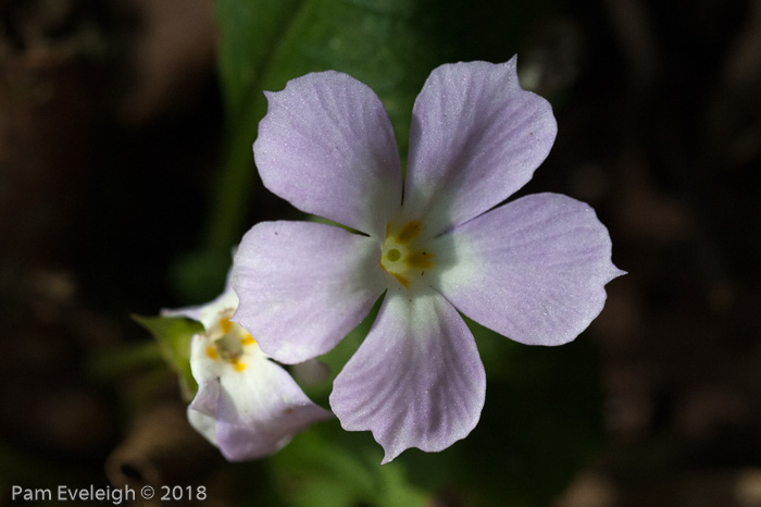 <i>Primula petiolaris </i>