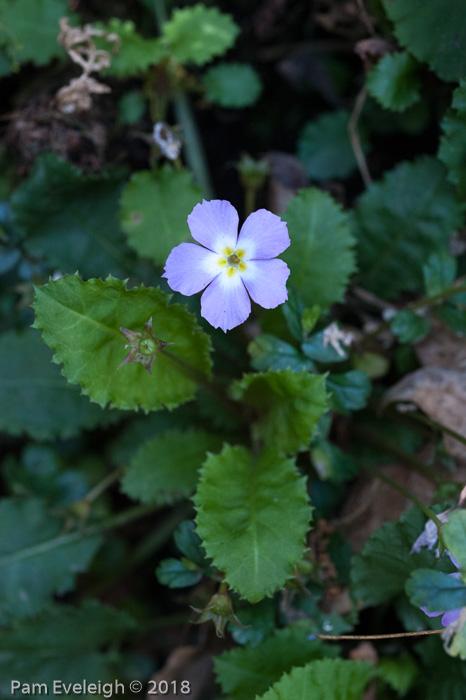 <i>Primula petiolaris </i>