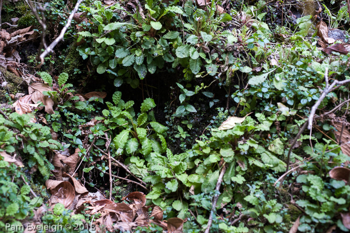 <i>Primula petiolaris </i>