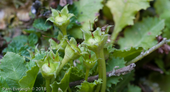 <i>Primula petiolaris </i>